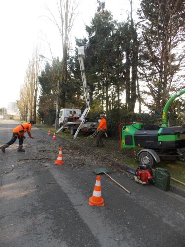 L'automne arrive : pensez à anticiper l'élagage de vos arbres !